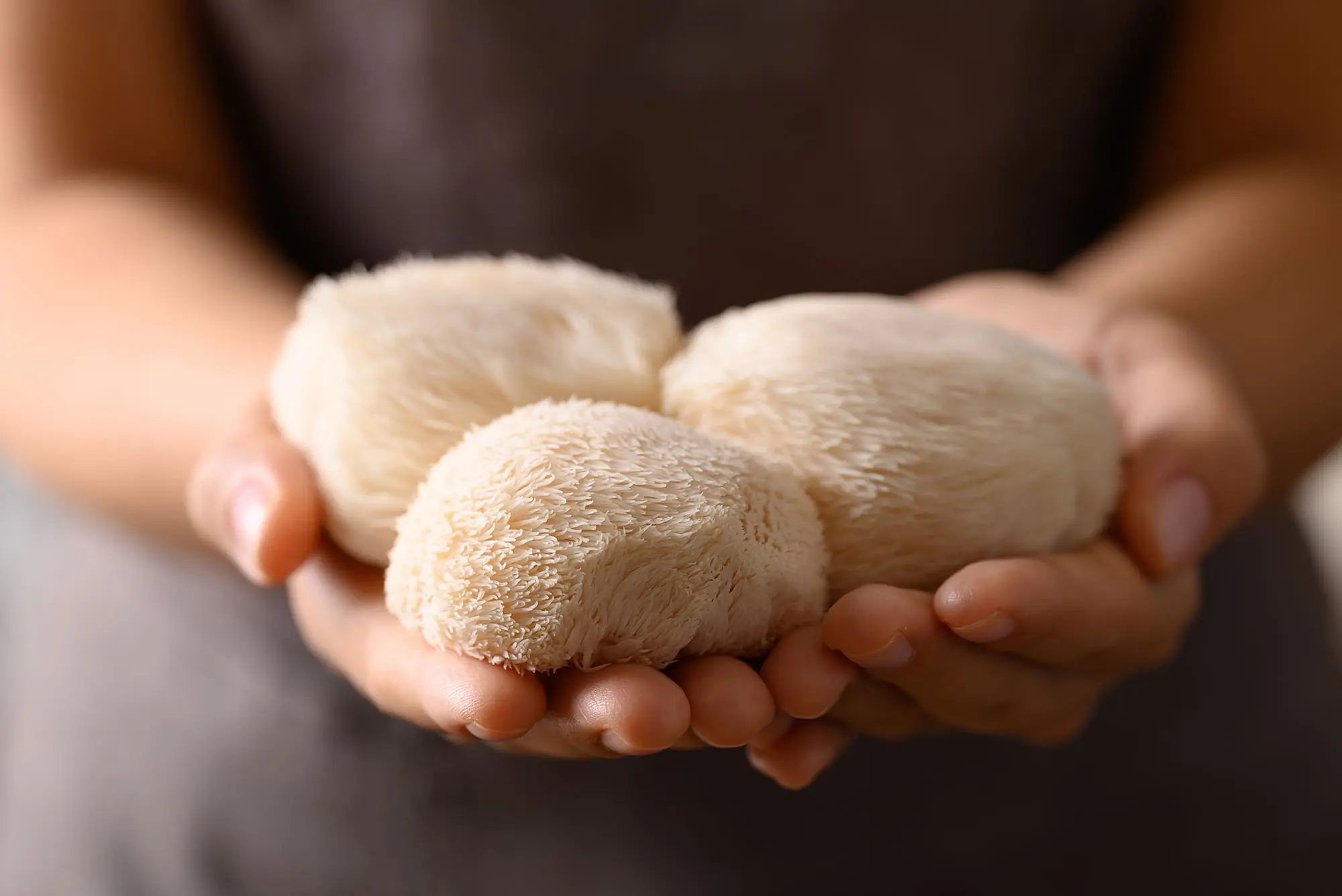 Влияние ежовика на мозг